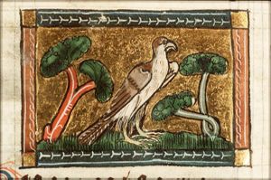 Nisus (sparrowhawk)