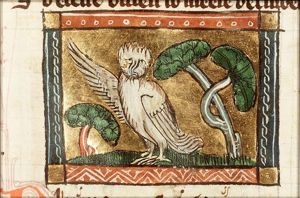 Nocticorax (owl)