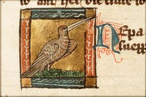 Nepa (snipe)