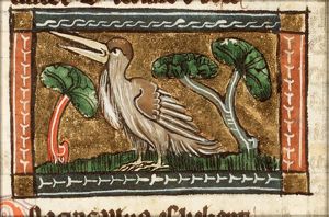 Onocrotallus (pelican)