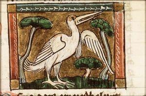 Osma (kind of swan)