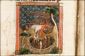 Pellicanus (pelican)