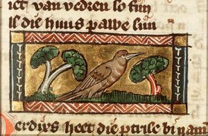 Perdix (partridge)