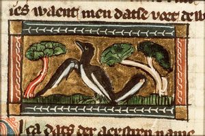 Pica (magpie)