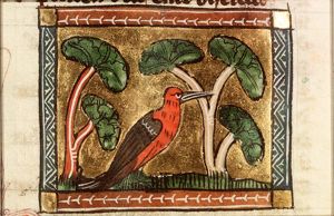 Picus (woodpecker)