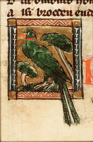 Pitacus (parrot)