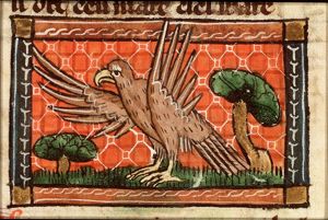 Scrio (kind of owl)
