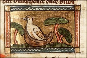 Turdus (thrush)