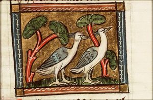 Vanellus (lapwing)
