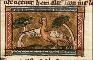 Upupa (hoopoe)