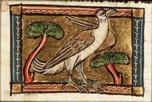 Vultur (vulture)