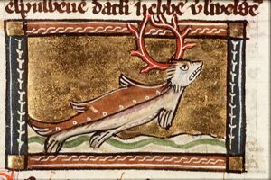 Cervus marinus