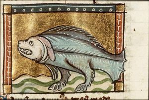 Canis marinus (seal)