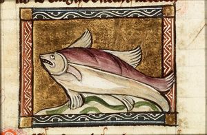 Delfin (dolphin)