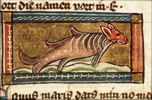 Equus marinus (seahorse)