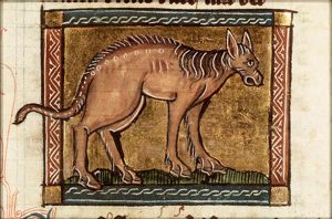 Equus fluminis (hippopotamus)