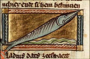 Gladius maris (swordfish)