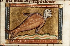 Monachus marinus