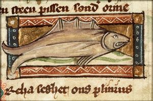 Orcha (sea mammal)