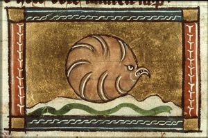 Perna (oyster)