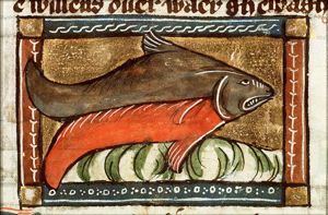Tignus