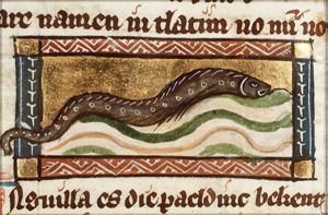Anguilla (eel)