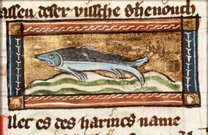 Allec (herring)