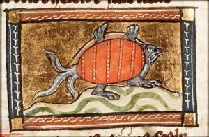 Accipender (turtle)