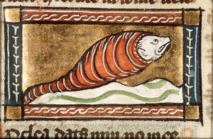 Coclea (sea-snail)