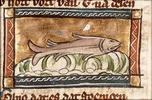 Gobio (gudgeon kind of fish)
