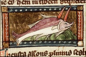 Locusta (kind of lobster)