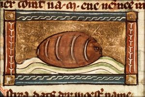 Ostrea (oyster)