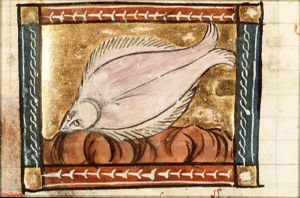 Pecten (plaice)