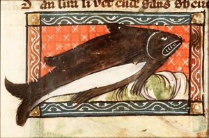 Porcus marinus (sea-hog)