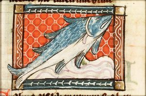 Salmo (salmon)