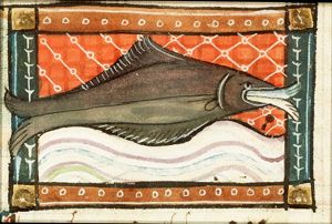 Sinatina (monk- or angel-fish)