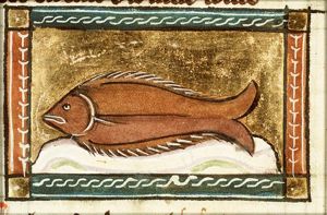 Salpa (saupe)
