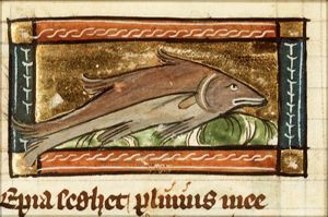 Sepia (cuttle-fish)