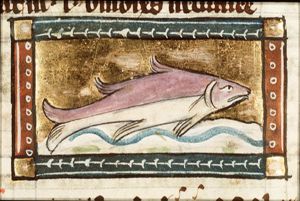 Torpede (electric ray)