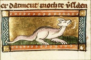 Berus (kind of snake)