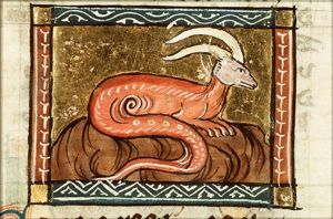 Carastes (kind of snake)
