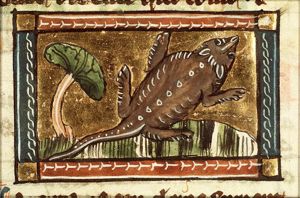 Lacerta (lizard)