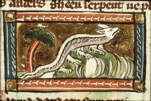 Nadera (kind of snake)