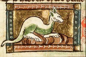 Stellio (gecko)
