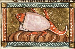 Tortuca (turtle)