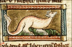 Tiliacus