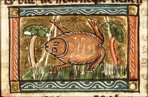 Bufo (toad)