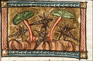 Cinifes (kind of mosquito)