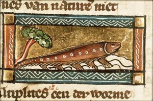 Multipes (millipede)