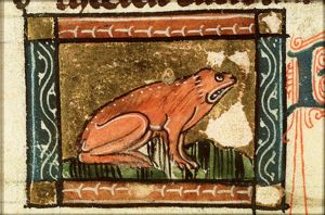 Rana (frog)
